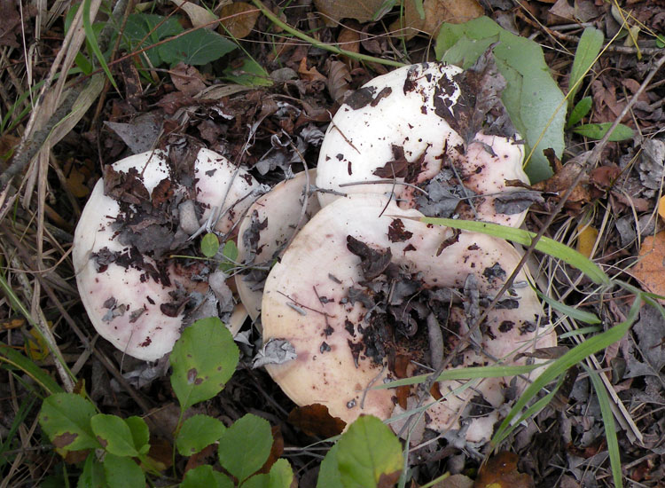 Leucopaxillus rhodoleucus ?